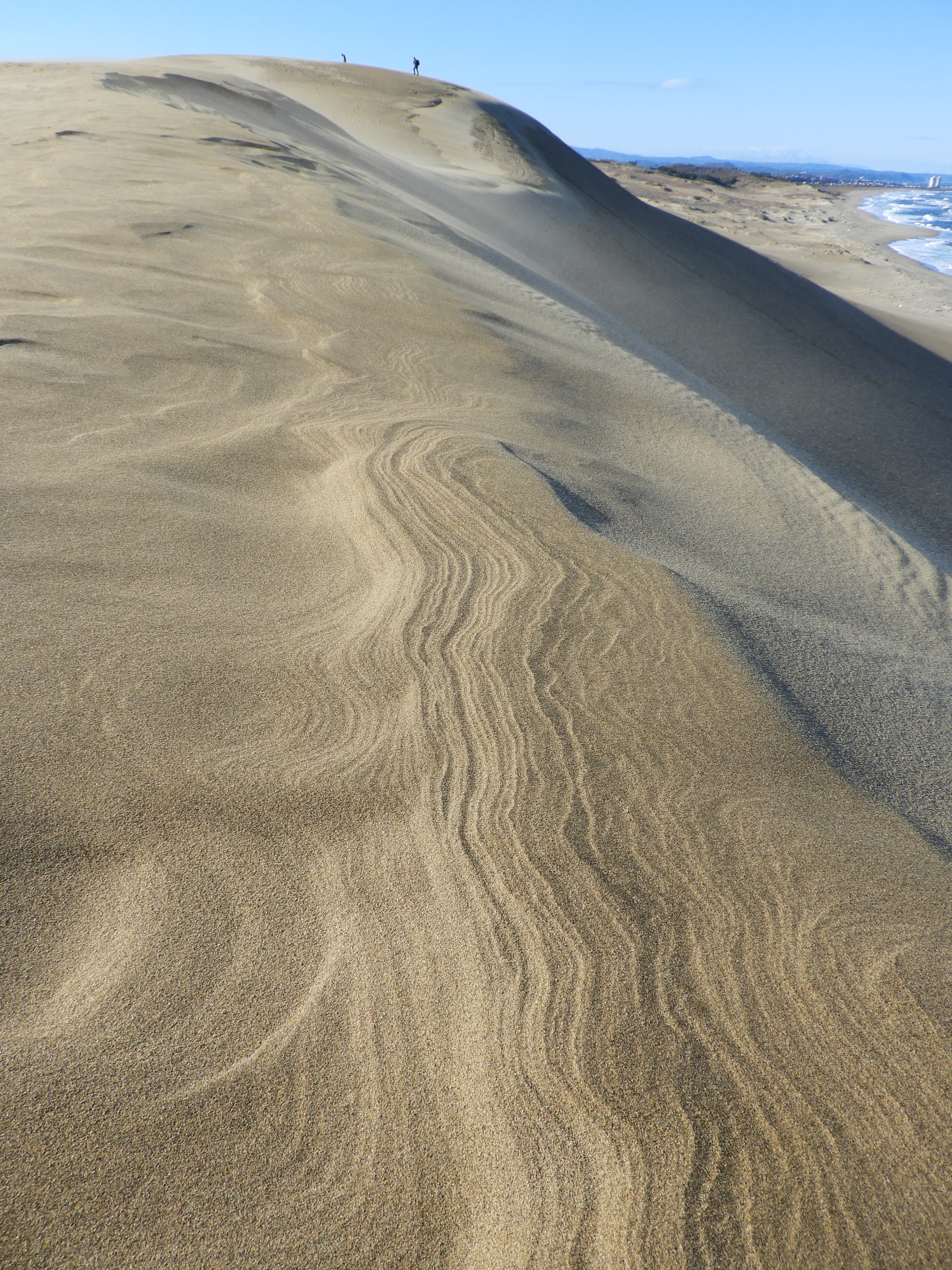 鳥取砂丘ビジターセンター 今日の鳥取砂丘 その 風が作る砂の模様の数々が楽しめます キレイな風紋 ゴツゴツの砂柱 さちゅう そして馬の背の斜面では砂簾 されん 飛砂で砂が削れた部分では ラミナ 訪れた方はゆっくり散策を楽しんでくださいね