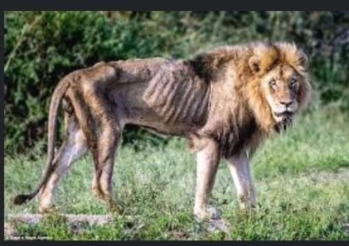 प्रचण्डको सचिवालयले साना सेयर लगानीकर्ताको संरक्षण गर्ने भनेछ, 44 खर्बको बजार 32 खर्बमा आएपछि ठूला पनि साना भइसके त अब।