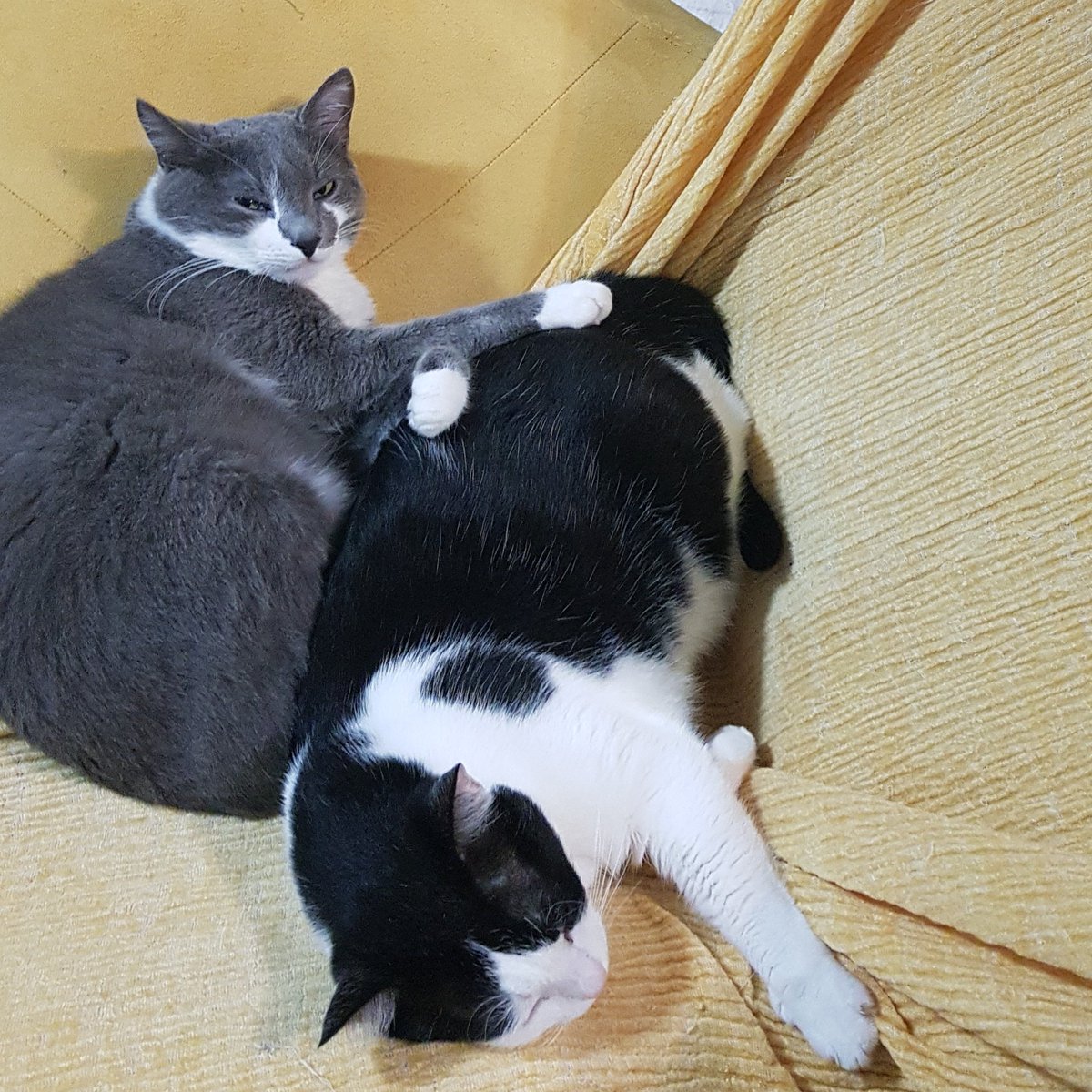 TurkeyT04187116's tweet photo. 😻💞😻 https://t.co/XMdJGrbfGn