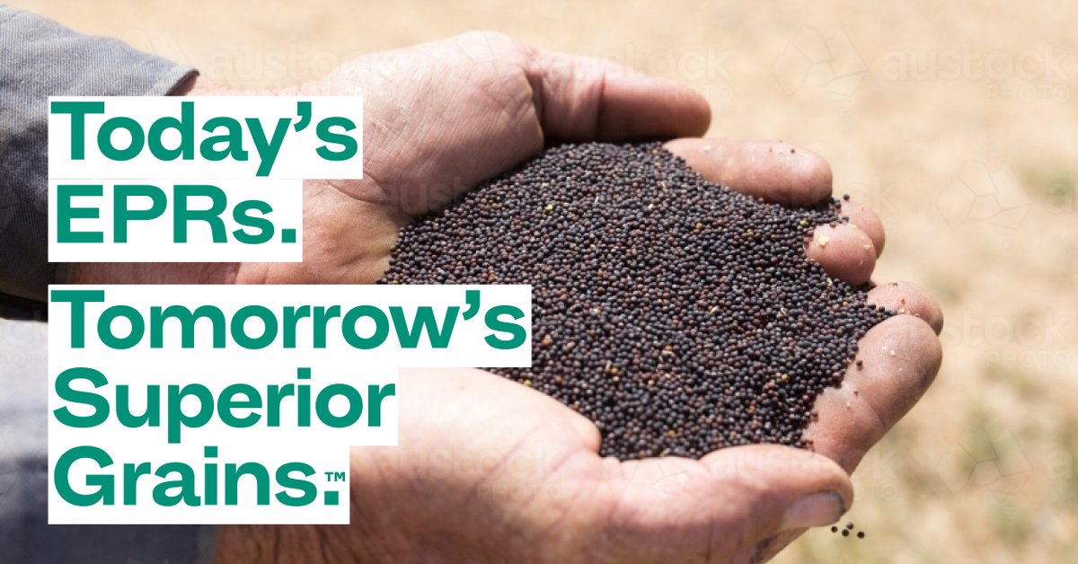 Today’s #EPRs for tomorrow’s #SuperiorGrains. It’s essential for the future of a strong Australian cropping sector that leads the world. For #crops worth growing. 
bit.ly/EPRVarieties 

#canolaseeds #AustralianGrowers #canola