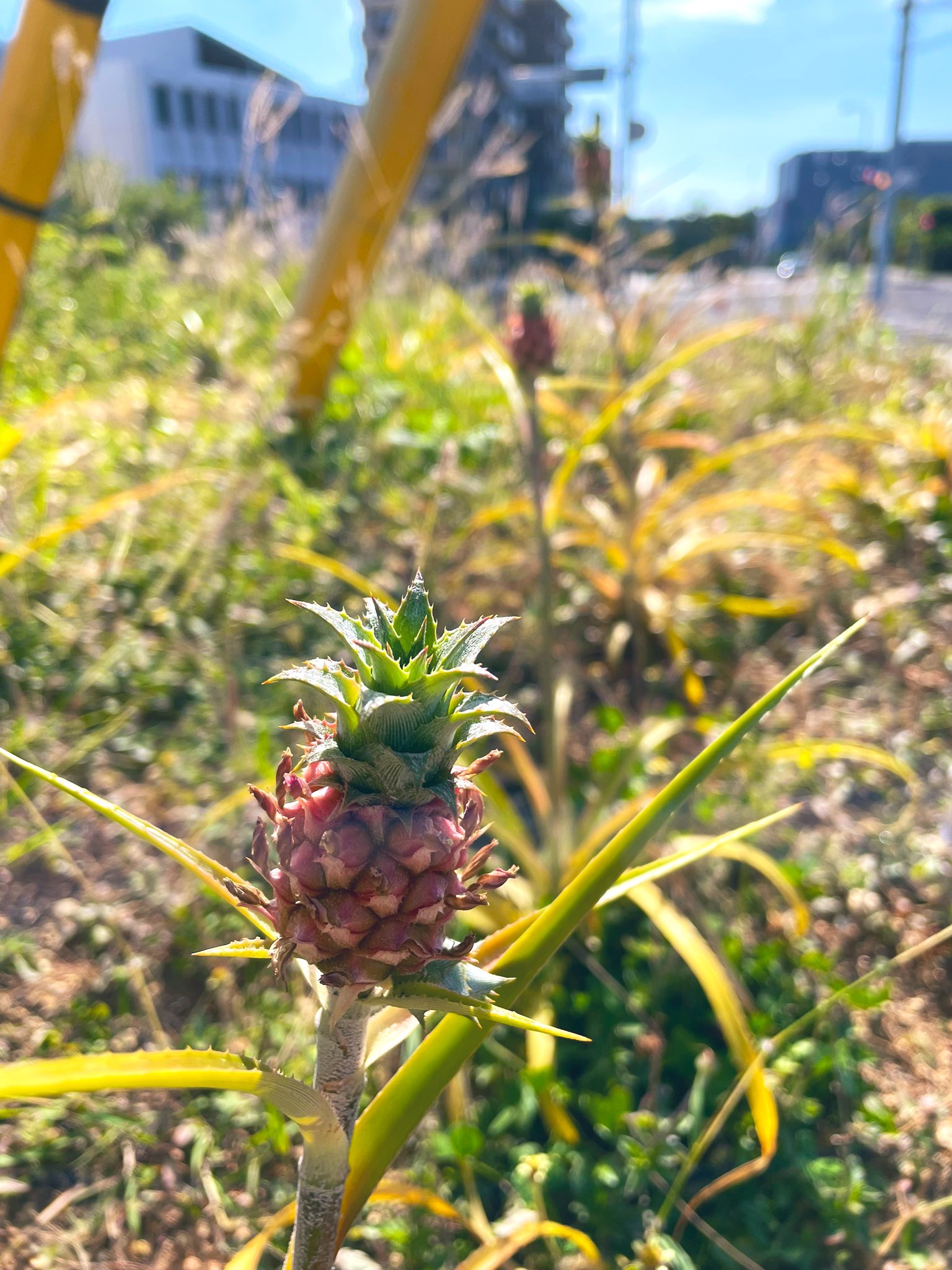 Okinawa Pineapple 沖縄遊び場 パイナップルハウスの小さなパイン畑 姫パインが4つも実ってます スタッフが丁寧に面倒を 見てくれたおかげで成長しています 我が子のように感動 小さくて可愛い お店は引き続き臨時休業中となります