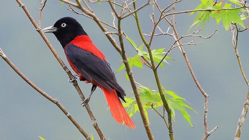 Taiwan Birding 台灣🐤 tweet media