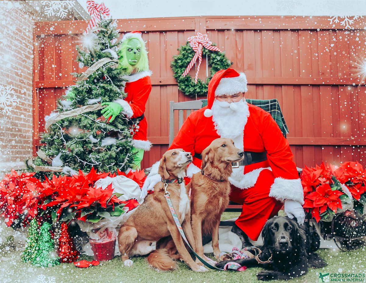 clavender96's tweet photo. I still can’t get over how perfect these puppers are… https://t.co/ZitGqbR2GI