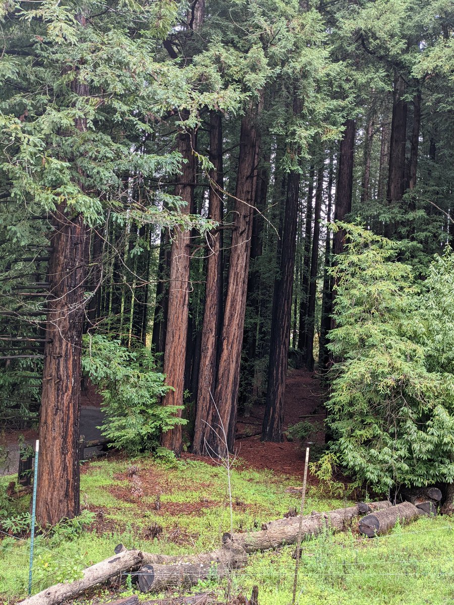 lizyybear's tweet image. Best birthday ever!!

✅ Spending the day with BEST friends 
✅ #thomaskeller fried chicken for dinner 
✅ Sleeping under redwoods

Feeling loved, grateful.