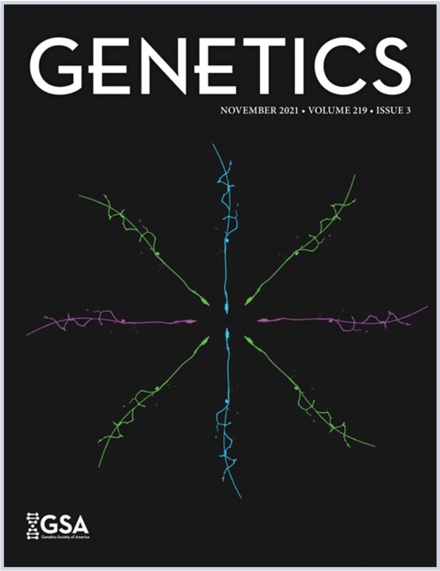 WormlockHolmes's tweet photo. A bit late but we were happy to make it to the cover of the November issue of Genetics @GeneticsGSA showing C. elegans neurons regenerating. Art work by @vidur_sa1 &amp; @maverink_sciart 1/6 https://t.co/Sl6dUonrI4
