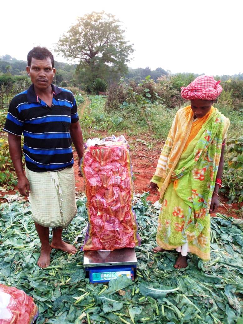 apc_program's tweet photo. Narisakti Farmers Producer Company Limited, Koraput sold 24.3 qntls of cauliflower at Brahmapur market from Nandapur Block with a total sales value of Rs. 63,180. 

Till date there is a transaction of Rs 14.63 lakhs from sales of 466.5 qntl of vegetables, promoted by APC Pradan. https://t.co/6Vs4gQdYso
