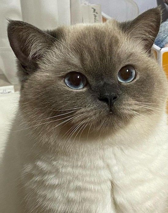 deundest's tweet photo. @cantileved Meooow! (I did nothing you dramatic ass bitch) https://t.co/CD2Q5oBtc4