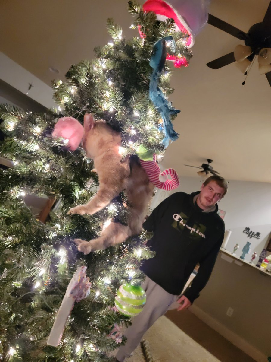Husband versus cat versus Christmas tree thanks for the tag @AmaZingXoch  #winas1 #winasonefromhome show your holiday spirit @ShellyBradley15 @brennam88 @MichaelAKelly (I'm spreading the tag across orgs)
@XforceVcc