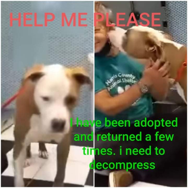 carawil17888192's tweet photo. 📣‼️PLEASE help Buckley! This poor boy has been returned a few times due to no fault of his own
Harris Cnty Tx

😥Adopters unfortunately don't allow decompression time/adjustment time. 😔Buckley is a beautiful boy with so much to offer! Will someone please foster or adopt him https://t.co/LmL7CTrOZy