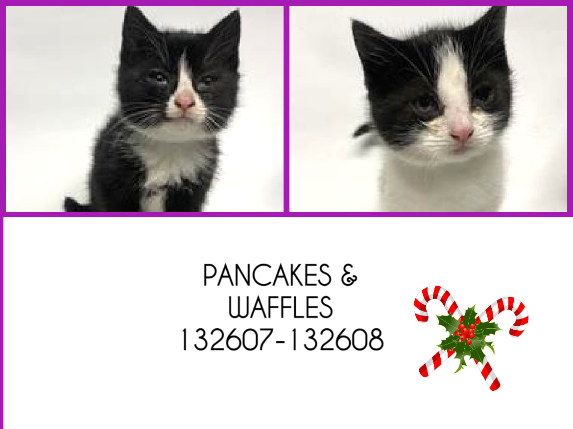 DubJH1009's tweet photo. https://t.co/VICdLVMdGn #Help #HelpBothNow #nyc #cats #kittens https://t.co/KJZWd5xRlg