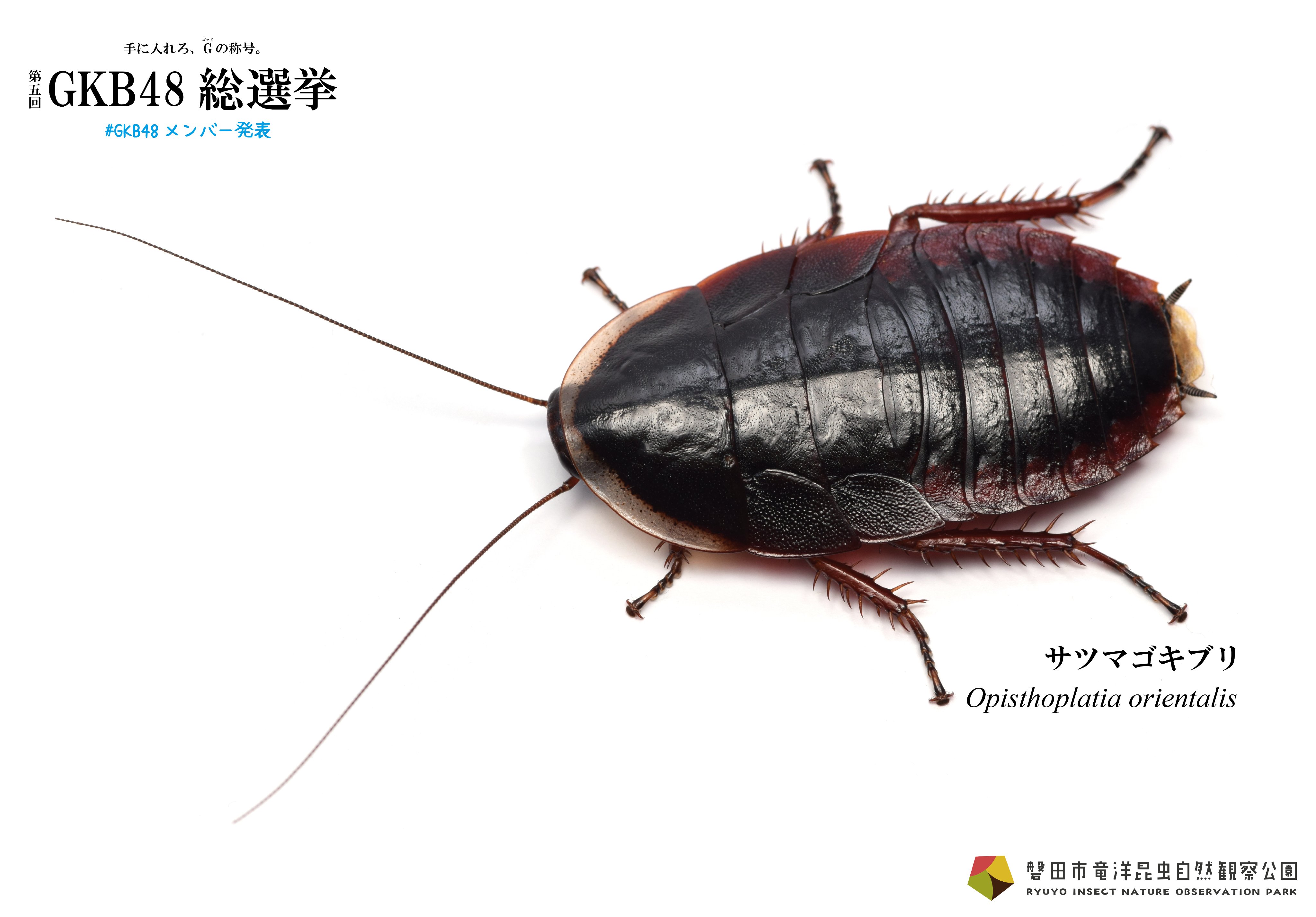 竜洋昆虫自然観察公園【公式】 on X: 