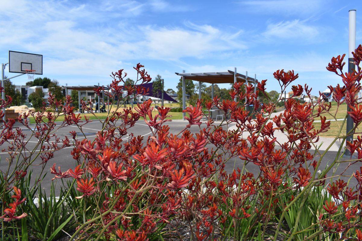 GlgGreenlife's tweet photo. The Kangaroo Paws within the Lightsview precinct are putting on a show of colour for us today. They are truly one of Australia's most iconic plants.
#GLG #lightsview #portadelaideenfield #kangaroopaw #australiannatives #groundsmaintenance https://t.co/am1AhPUvLY