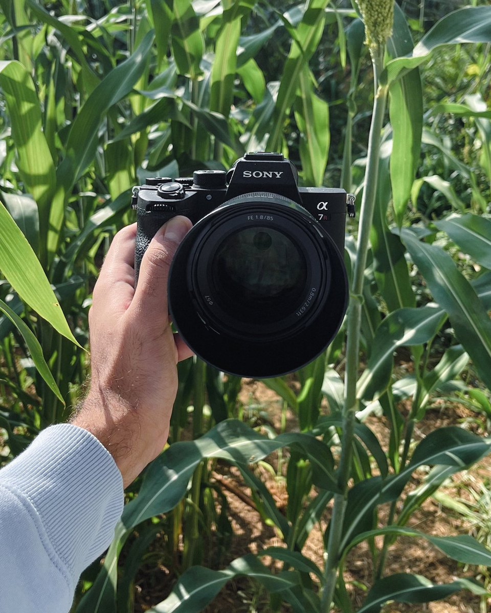 sas83l's tweet image. the camera            vs            the photos