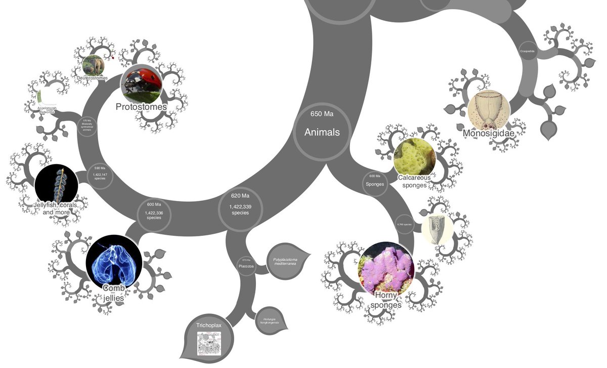 <a href="/MethodsEcolEvol/">Methods in Ecology and Evolution</a> <a href="/DrYanWong/">Dr Yan Wong</a> <a href="/JRosindell/">James Rosindell</a> 2⃣/8⃣ OneZoom is a smooth &amp; seamless fractal visualisation of the complete tree of life🌳 with 
> 2.2 million species 🍄🌼🌲🌵🦡🐿️🐫🐋🦀🦎🦠 🪰🕷️🐙🦋
> 85,000 species with images. 
Explore it 🔎 like an online map 🗺️ with zooming &amp; panning 
🔗 onezoom.org