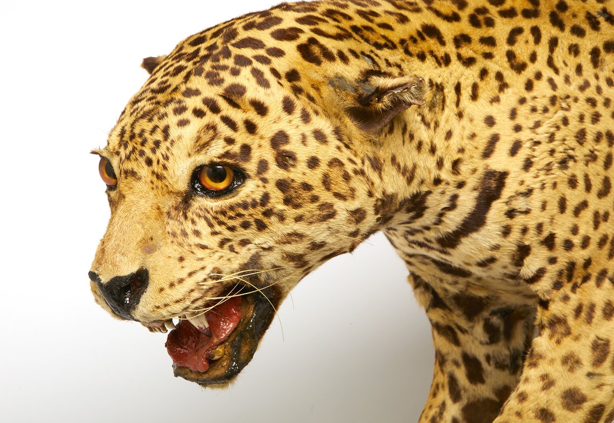 We're delighted to share we've launched a #fromlocaltoglobal project website - a project that will explore the Harrison Collection, examine past and present attitudes towards Africa and investigate the impact of colonialism on contemporary global issues.

fromlocaltoglobal.co.uk