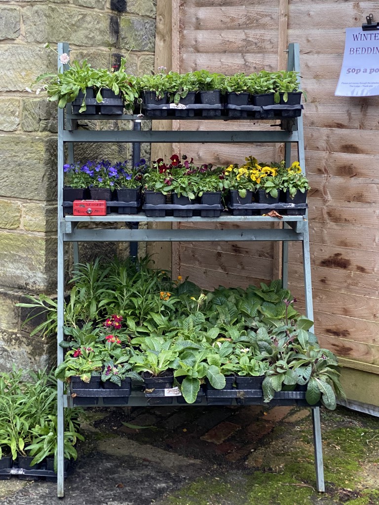 For those gardeners amongst you, Sackville College has a number of winter Bedding plants for sale at very reasonable prices! Please support the College and stock your gardens while the plants are available!