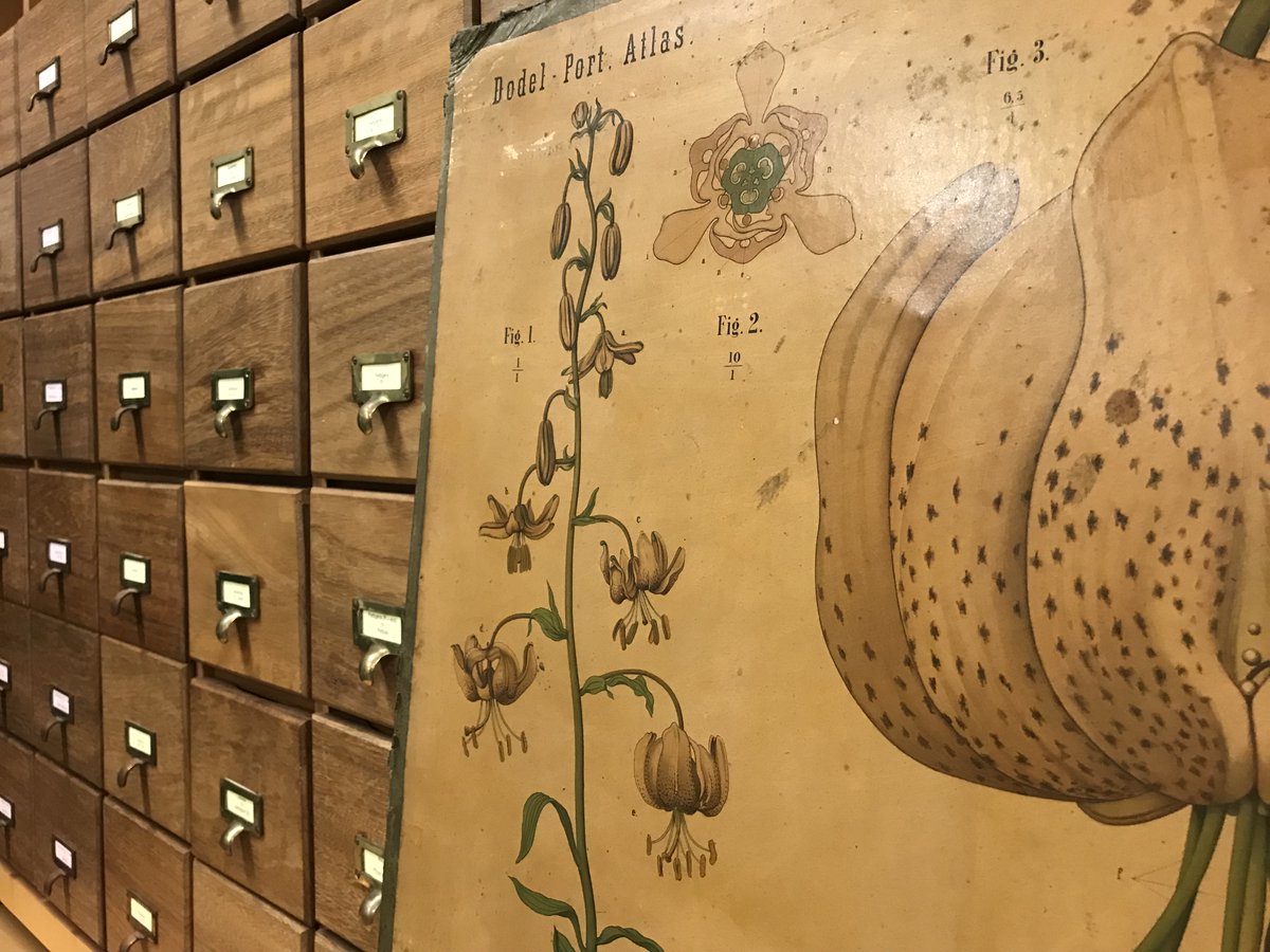 camplantsci's tweet photo. New job alert 🚨 We're looking to recruit a Curation and Digitisation Assistant to work in our @CUHerb 🌱 to help with the auditing and digitisation of our historically and scientifically important #herbarium specimens 🔬
See details here 👉https://t.co/0uf38dJyM6 https://t.co/CoKLAH5MAZ