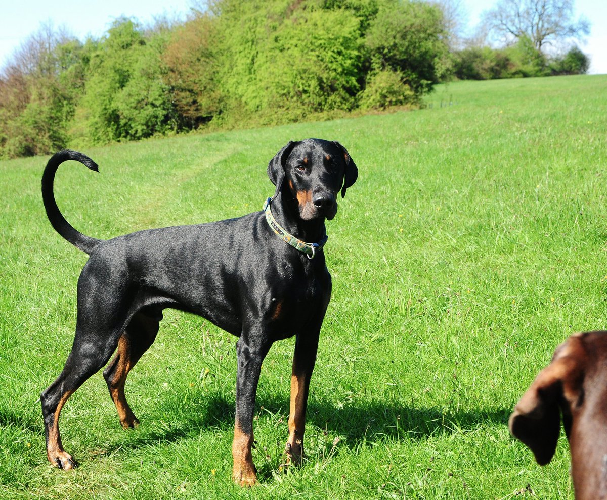 TheDobermanns's tweet photo. Had to smile this morning, walked passed some School Children and one turns to the parent, look, that's him, that's the dog dude whilst pointing at me. What makes this odd is I've never seen them before nor did I have a dog or the #DogProject van with me. https://t.co/foHwsGiQxB