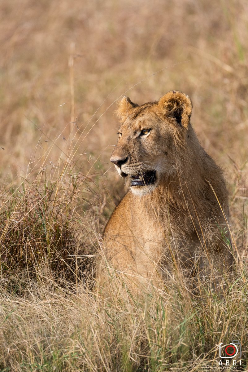 KiboSlopes's tweet photo. It's not too late to plan a x-mas getaway to the Mara or Amboseli. Contact us on 0721983950 to make it happen for you and your family.
#Travel #holidayseason #TembeaKenya #NajivuniaKuwaMkenya #wildlife #photography https://t.co/0UFob9WNXn