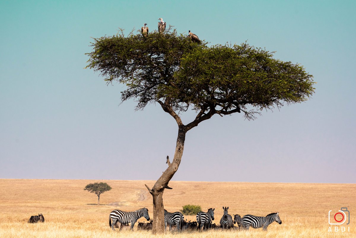 KiboSlopes's tweet photo. It's not too late to plan a x-mas getaway to the Mara or Amboseli. Contact us on 0721983950 to make it happen for you and your family.
#Travel #holidayseason #TembeaKenya #NajivuniaKuwaMkenya #wildlife #photography https://t.co/0UFob9WNXn