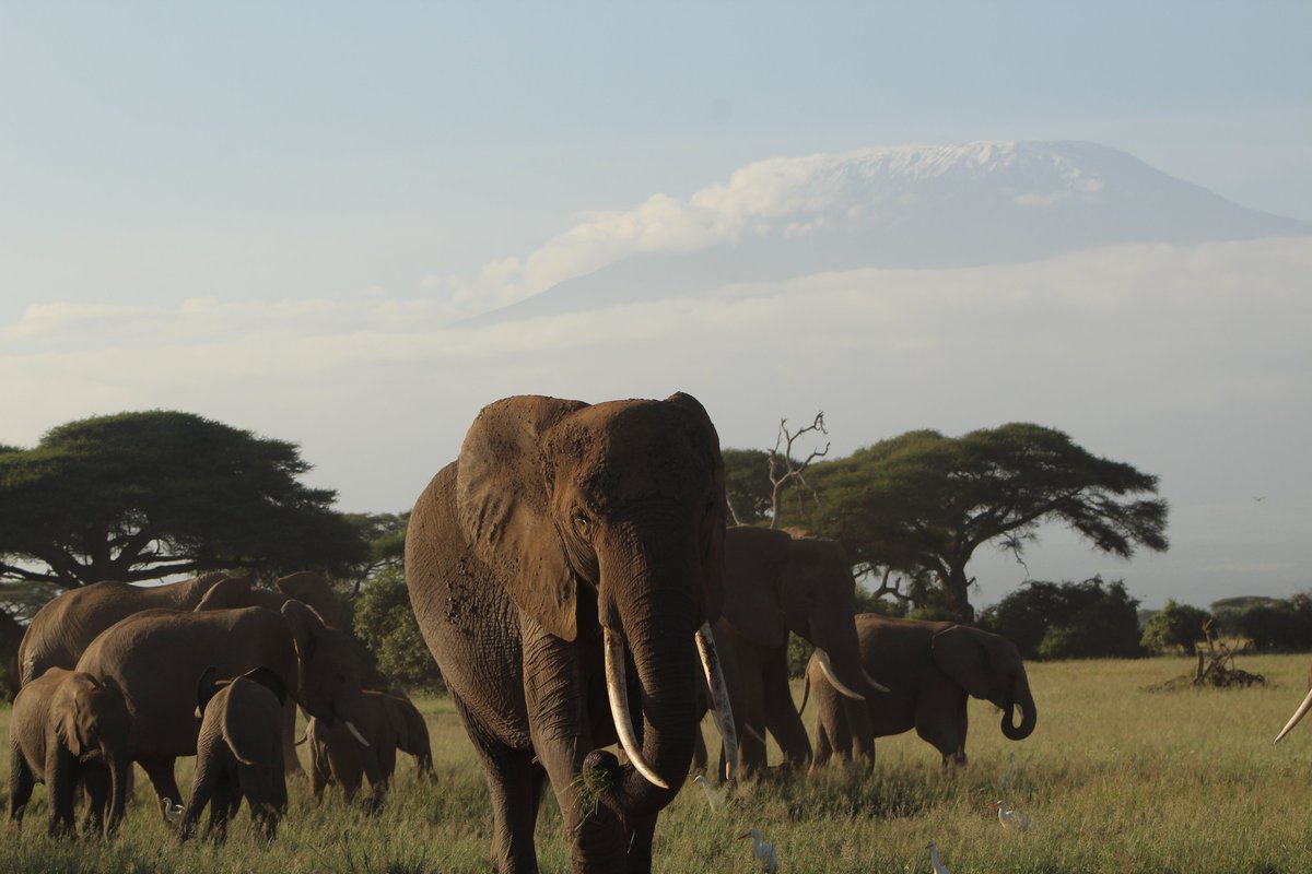 It's not too late to plan a x-mas getaway to the Mara or Amboseli. Contact us on 0721983950 to make it happen for you and your family. #Travel #holidayseason #TembeaKenya #NajivuniaKuwaMkenya #wildlife #photography