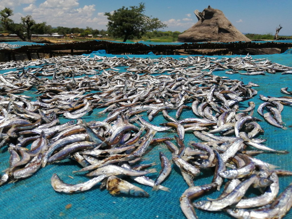 The fishery sector in 🇲🇼 is breaking gender barriers. This lady captured at Tukombo beach in NB bought usipa worth half Million. She expects 50 percent profit from it.

#FishGov2 <a href="/aej_malawi/">AEJ Malawi</a> <a href="/Agenda2063N/">Agenda2063MediaNetwork</a> <a href="/NEPAD_Agency/">AUDA-NEPAD</a> <a href="/CAdjorlolo/">Dr Clement Adjorlolo</a> <a href="/malatamathews/">Mr. Green</a>