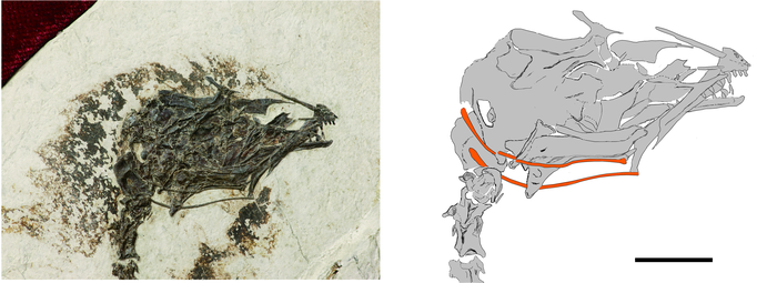 avianscience's tweet photo. #Fossil enantiornithine #bird from the #Cretaceous of #China evolved a tongue as long as its head. Read our paper about it: https://t.co/lYKjmT35Vr https://t.co/lUEfpjxcQA