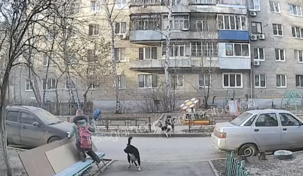 Появилось видео, как стая бездомных собак в Самаре напала на ребёнка bloknot-samara.ru/news/poyavilos… #bloknot #новости #самара