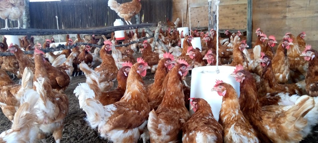 BaseTitanium's tweet photo. Base poultry programme continues to positively impact women, youth and PLWDs in Kwale as they continue to embrace poultry farming as an income generating venture. https://t.co/MdgSiJ0swg