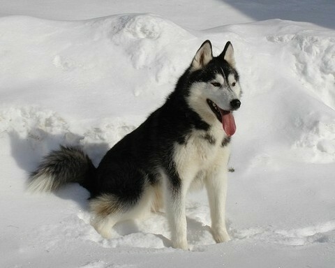 corey_patrick1's tweet photo. You can’t buy happiness, but you can rescue it.⁠
⁠
#dogs #dogsofinstagram #doglover #siberianhusky #cutedogs #instadog #DogNeedsBest https://t.co/Ydq60KjucG