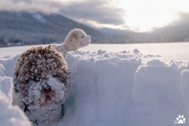 Petra_C_M_P's tweet image. Wachst du auf, alles weiß.
Guckst du raus, gehst du freiwillig wieder in den ‘Kanal’.
Manche Tage sind so. 😉

Guten Morgen, Hoomans.

#CocoWisdom #SnowContent