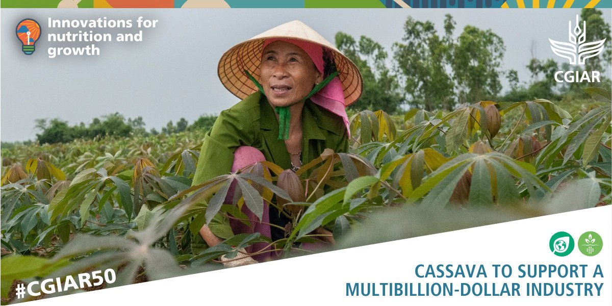 CGIAR (@cgiar) on Twitter photo Cassava to support a multibillion-dollar industry: one of the ways CGIAR innovations are transforming our food systems to support nutrition and growth.
Find out more: on.cgiar.org/315Qy84
<a href="/BiovIntCIAT_eng/">Alliance of Bioversity International and CIAT</a> #OneCGIAR #CGIAR50 #CGIAR4Nutrition Cassava to support a multibillion-dollar industry: one of the ways CGIAR innovations are transforming our food systems to support nutrition and growth.
Find out more: on.cgiar.org/315Qy84
<a href="/BiovIntCIAT_eng/">Alliance of Bioversity International and CIAT</a> #OneCGIAR #CGIAR50 #CGIAR4Nutrition