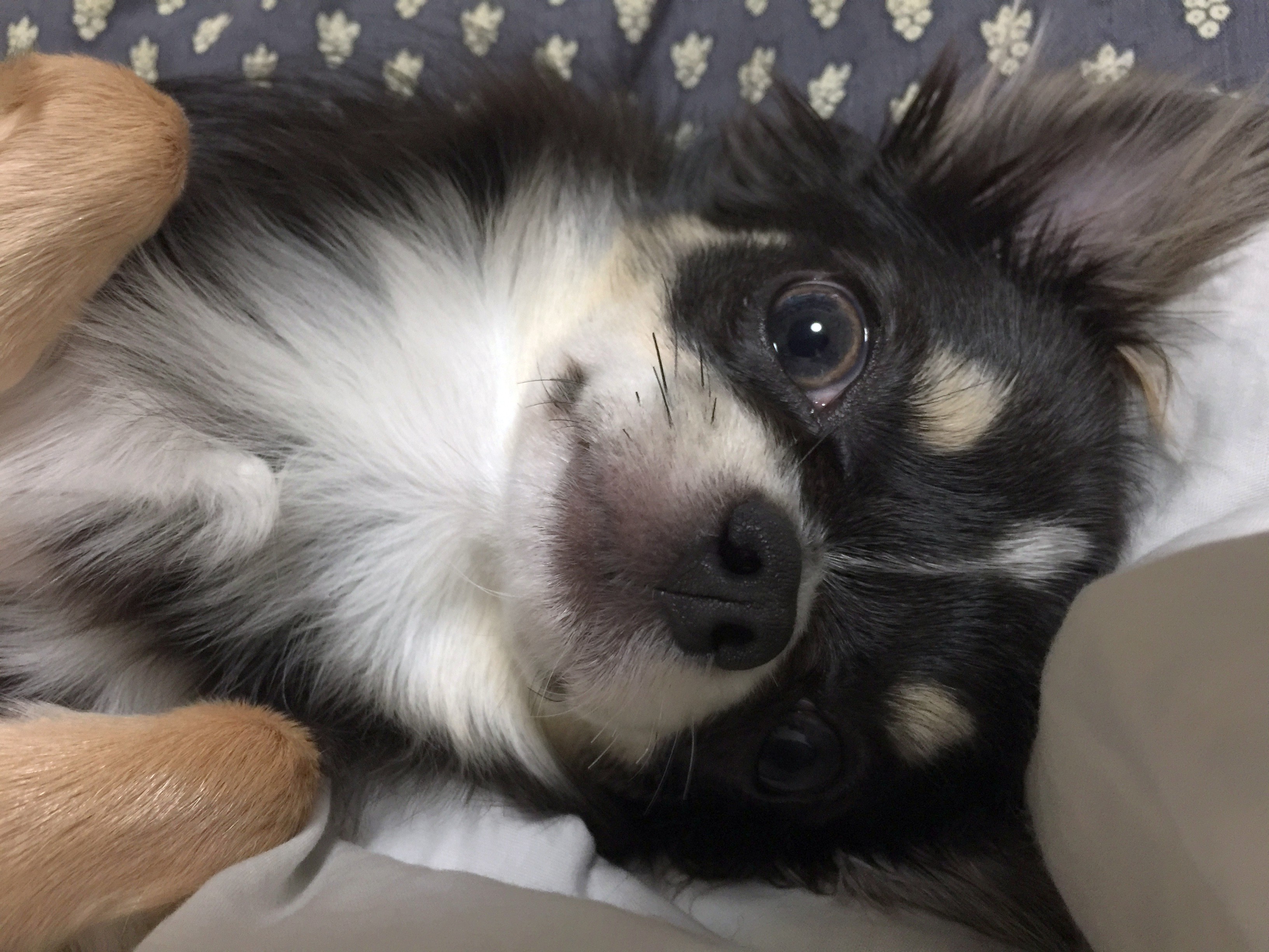 チワワお嬢様のお世話係 Chihuahuasitter Twitter