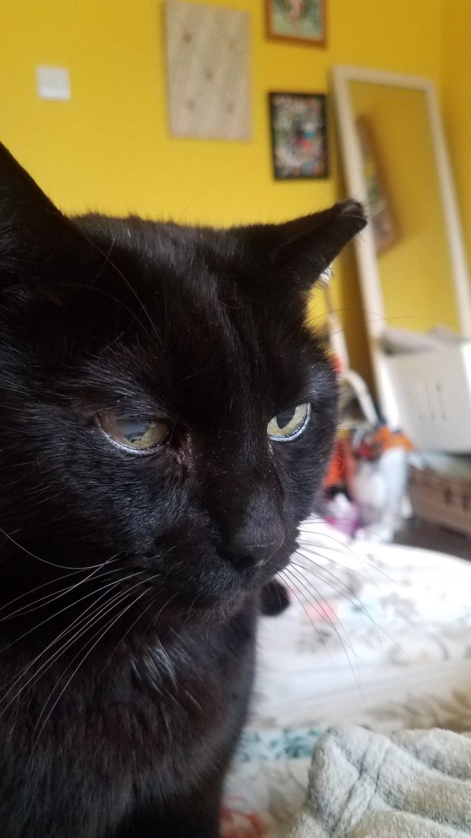 Robert Allotment cat,now helped by Janet & Amanda tweet media