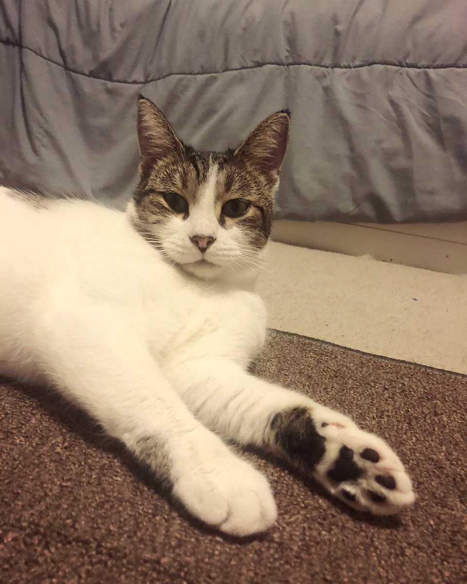 Oh good morning!! Happy Tuesday to you all!! 💛😽 #CatsOfTwitter #LittleEmmee