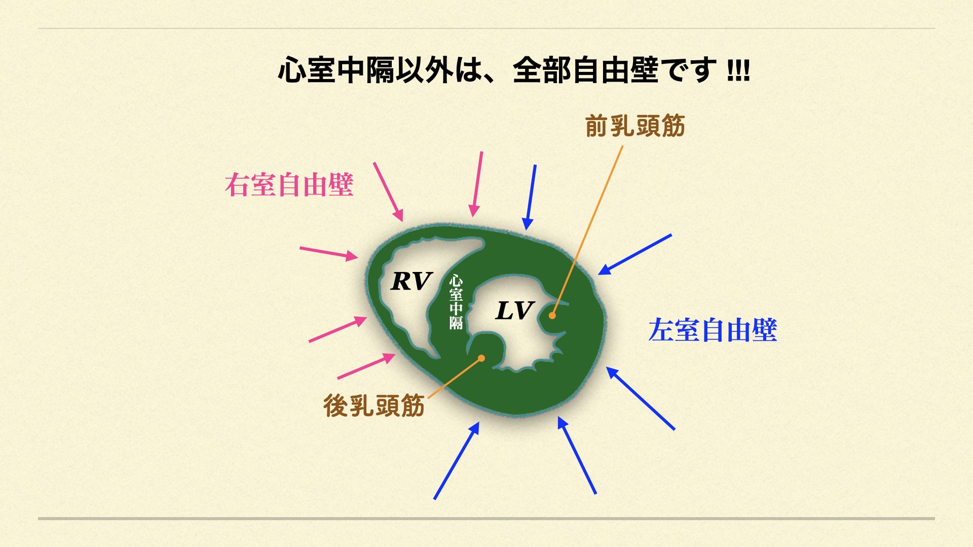 تويتر N Tsukishima Ep大学心電図検定学部試験対策科担任 على تويتر 心臓の自由壁の定義 簡単です 心室中隔以外 全部が自由壁です 側壁だけが 自由壁 とお悩みの方は これで意見落着です 図でご確認下さいね T Co 3dotztgz3u