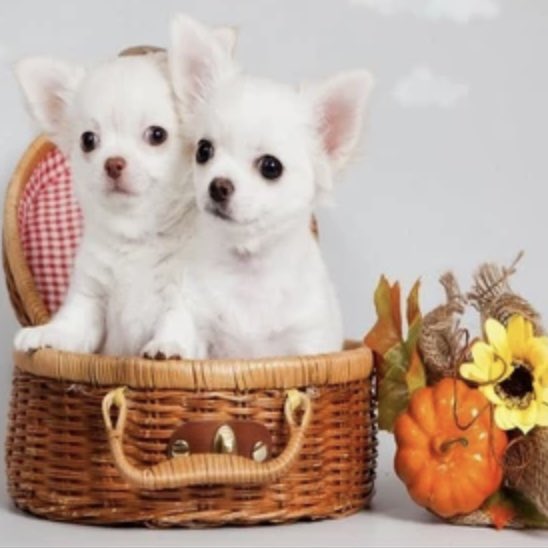 Zengin olmak,
Gönlünde merhamet,sevgi ve vicdan taşıyorsan,
Çok zenginsin.
Doğada yaşayan her canlıyı seviyorum.