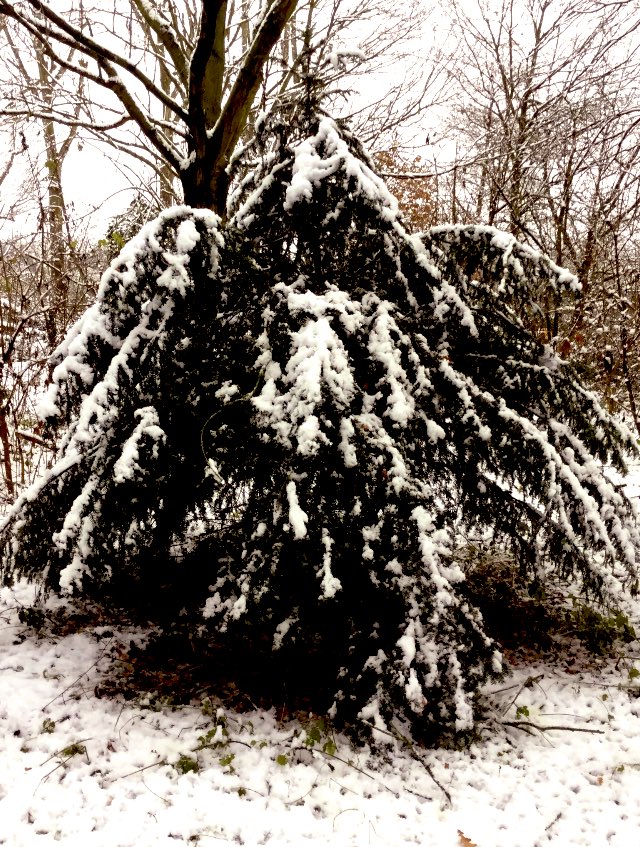 I may be talking baubles

But while I was half awake

I spread the icing on my tree

As snow fell on the cake

#fairytaleflash #nonsensepoem 

(📷 me) #FairyTaleTuesday #winter #vssdaily #vsschristmas