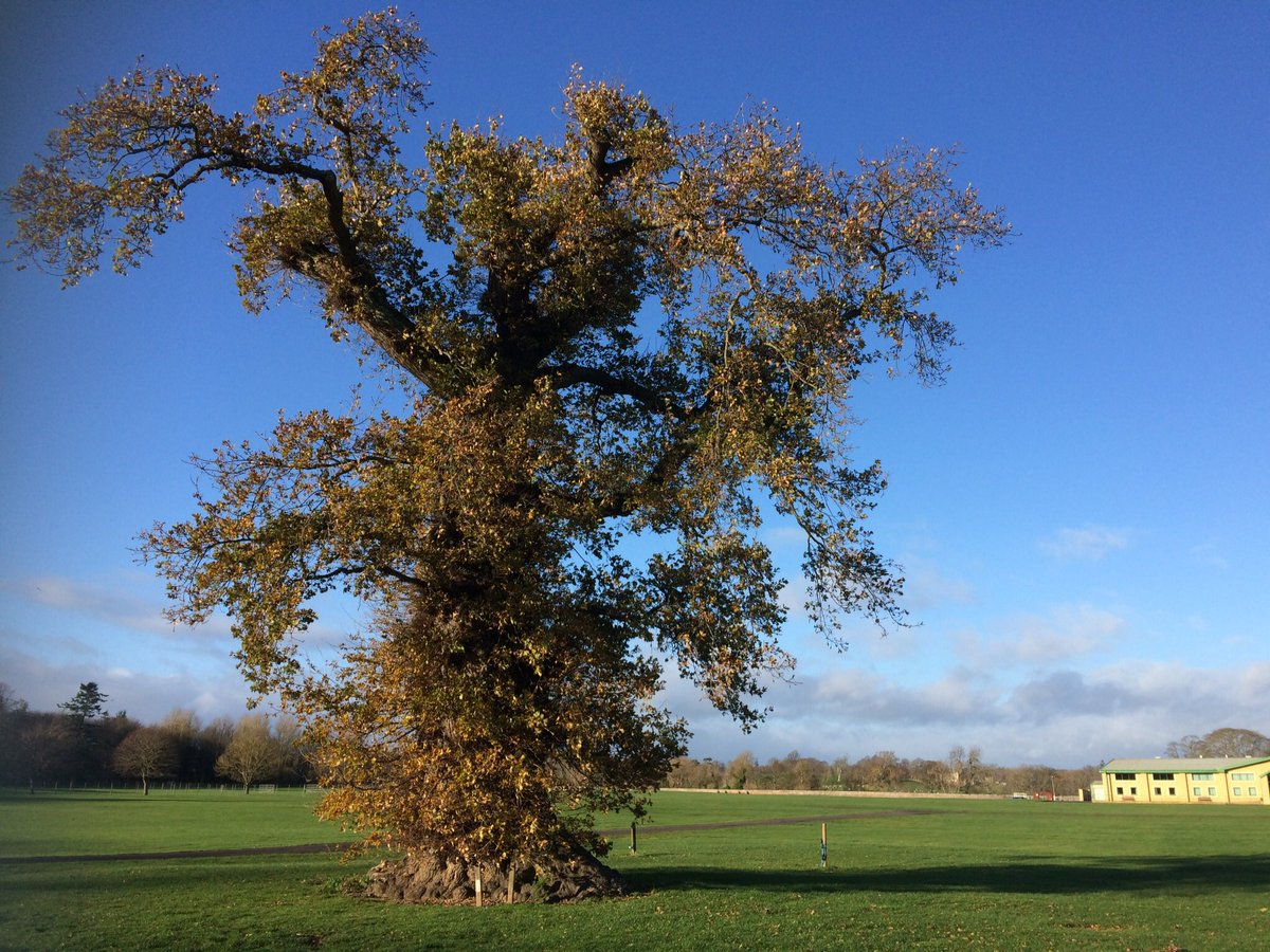 Dendrochronicle's tweet photo. Springwood Park Oak, Kelso. A remarkable survivor of the once extensive Scottish Borders forests -for #thicktrunktuesday My #SESOD dendrochronology research project is revealing the massive scale of human impact on these forests in the medieval period #HESsupported #SCARF #SESARF https://t.co/b0vUrMdDIV