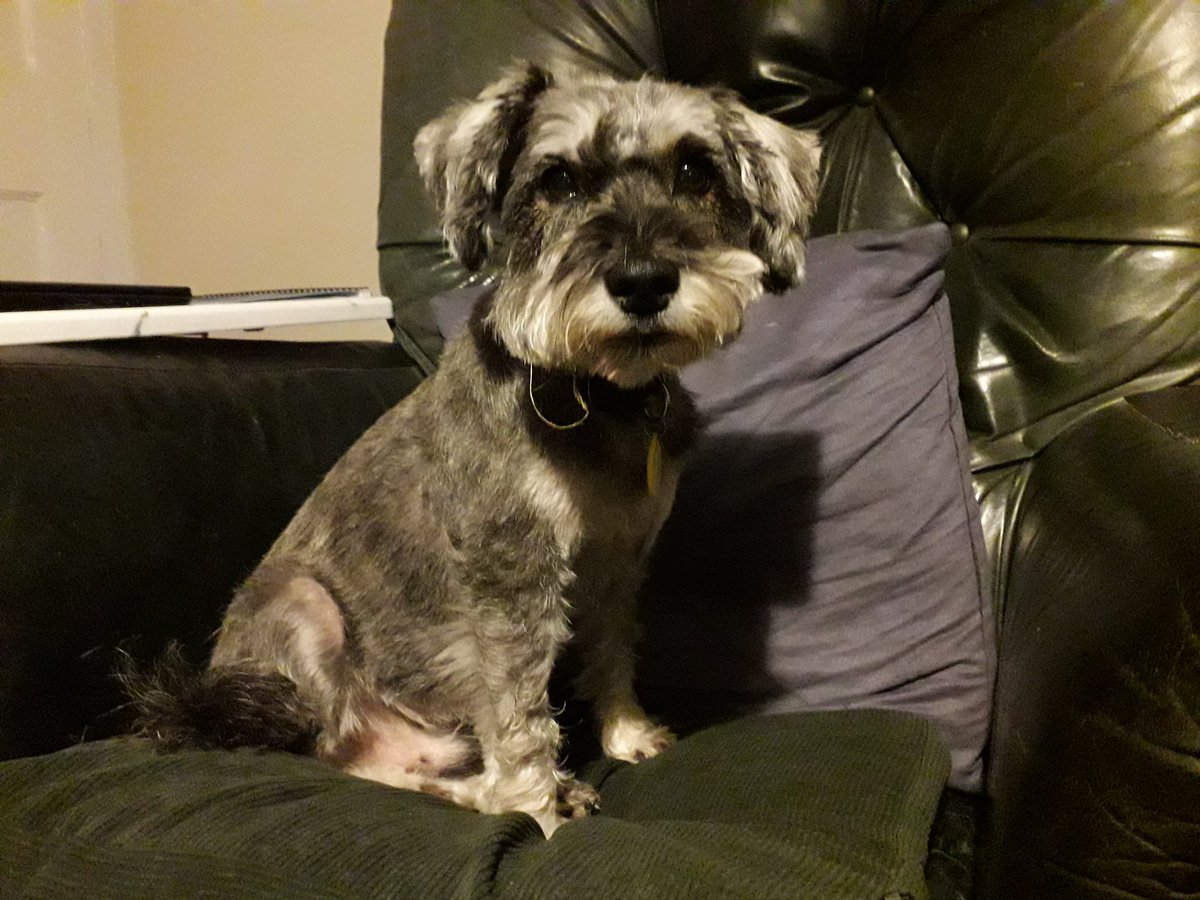 hari962's tweet photo. Just because you had a haircut yesterday doesn't entitle you to sit in the big chair today #schnauzer #SchnauzerGang #haircut #dogsoftwitter #entitled #smellsnice #DogsofTwittter #dogs #handsomeboy https://t.co/wLHhoM2Vab