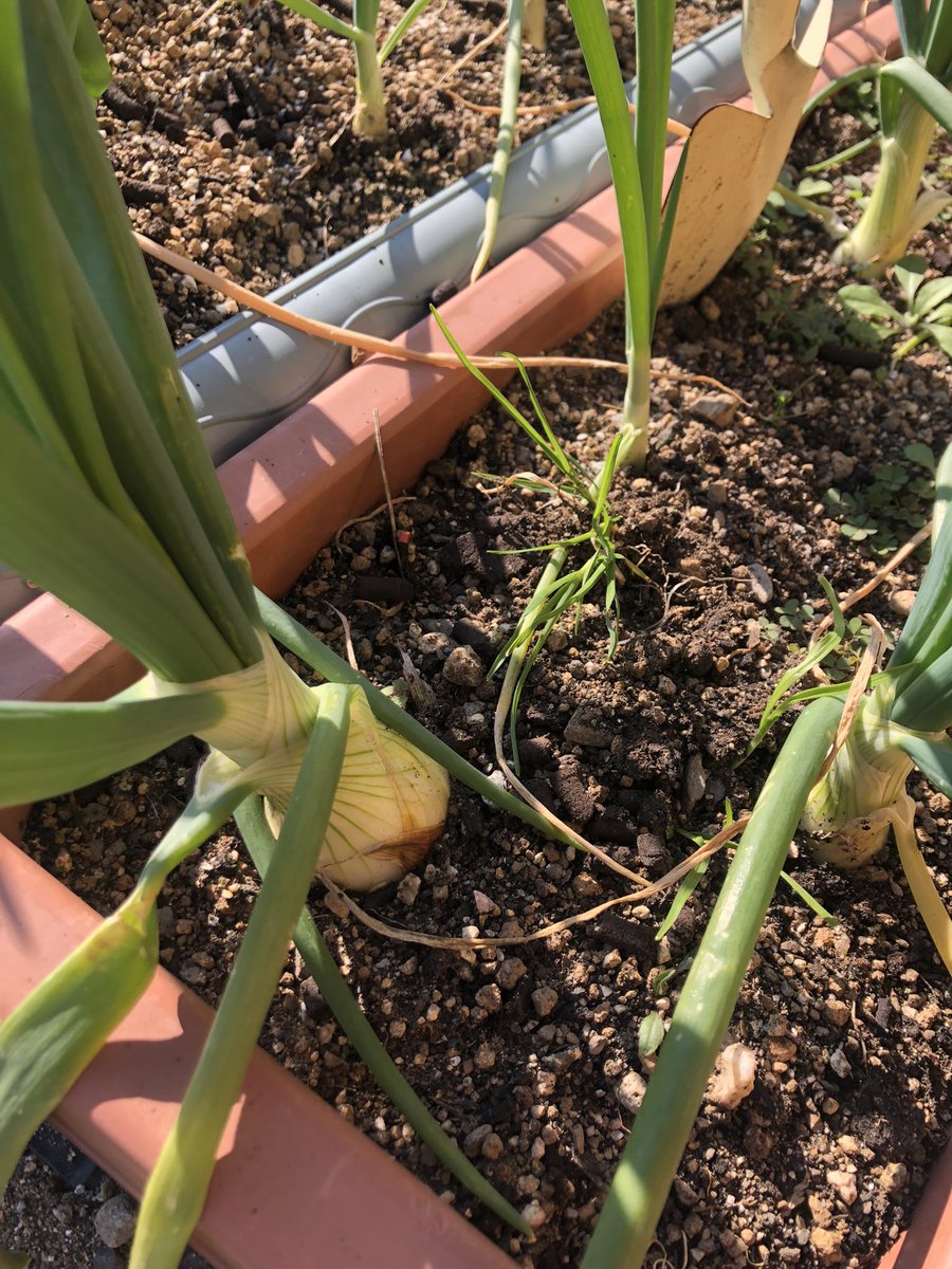 liver_llc's tweet photo. 1番手前の玉葱がまるまる!🧅

We got a chunky onion:)

#家庭菜園 #Gardening #有機 #Organic #有機農業 #Organicfarming #コーヒーかす #Coffeegrounds #コーヒー #coffee #コーヒー肥料 #鶏糞 #サステナブル #sustainable
#農業 #agriculture #無農薬 https://t.co/jC70ab1Fkn