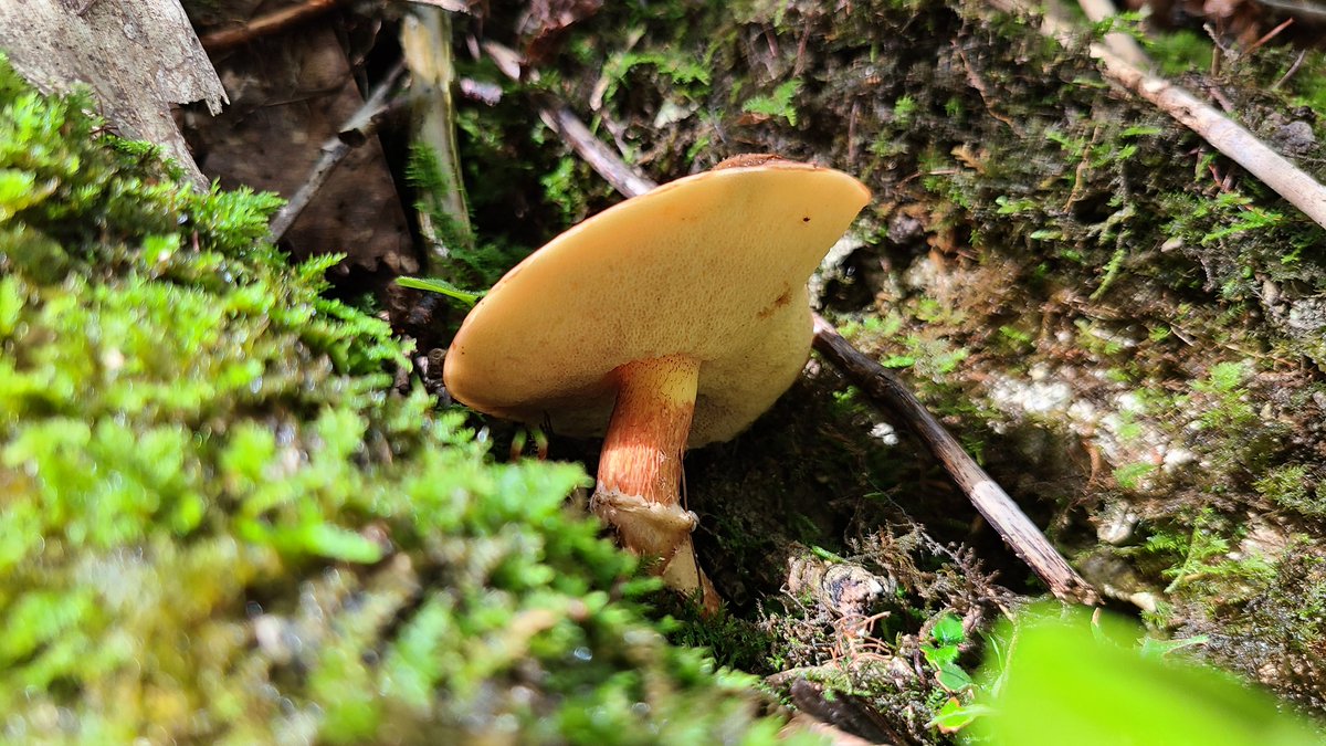 きのこに外来種ってある Togetter