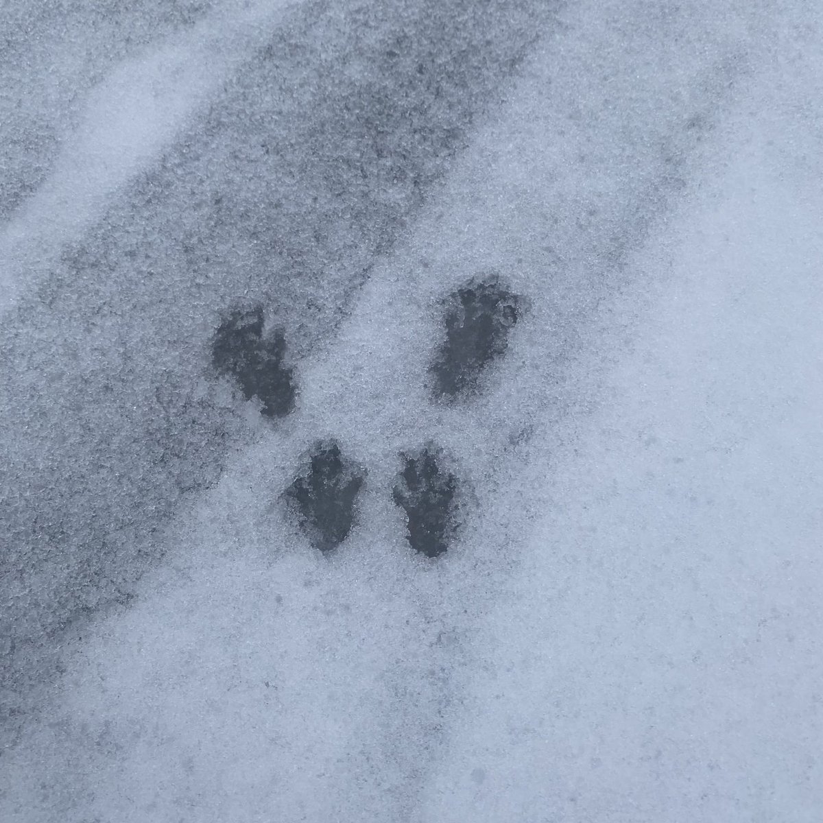 MSinikari's tweet photo. Eikös nyt ole pienten oravien #talviuni’en aika?! 🐿 https://t.co/ZZlNPiLq2q