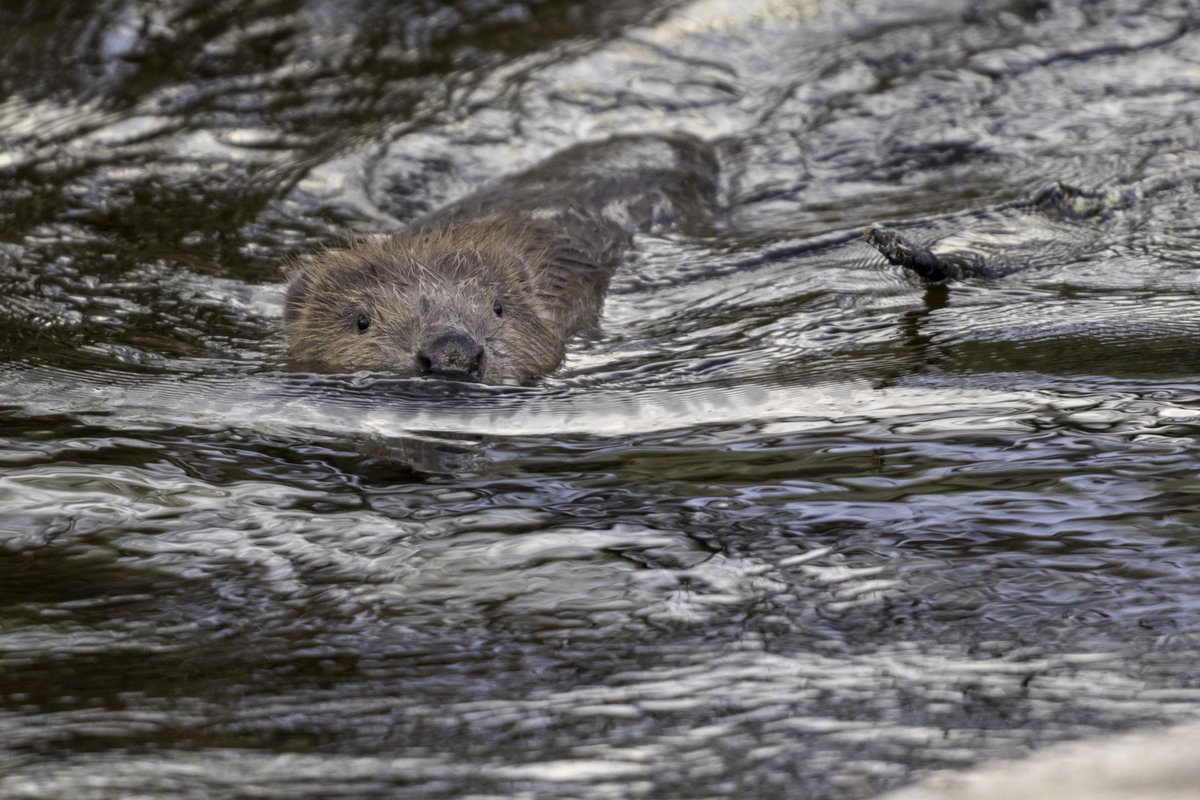 evabishop's tweet photo. π« #Advent #BeaverCal DEC 14
Ecosystem engineer, #climate rebel, keystone, general environmental warrior, ...helps tackle;
βοΈ flood, drought, fire
βοΈ water quality
βοΈ wildlife & biodiversity doom
βοΈ carbon storage
βοΈ eco anxiety
π #beavers π
π· @emccandless89 https://t.co/KMLGmYqInP
