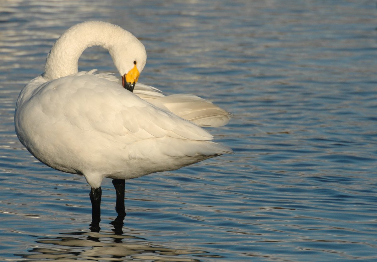 WWTSlimbridge's tweet image. #MySlimbridge is...wild 💙

A visit to Slimbridge is a completely unique experience from one month to the next. In the winter, the reserve is a hive of activity! 🦢

Plan what you can see on your next visit, with our seasonal wildlife guide: ow.ly/U90n50H9esJ

📸 James Lees