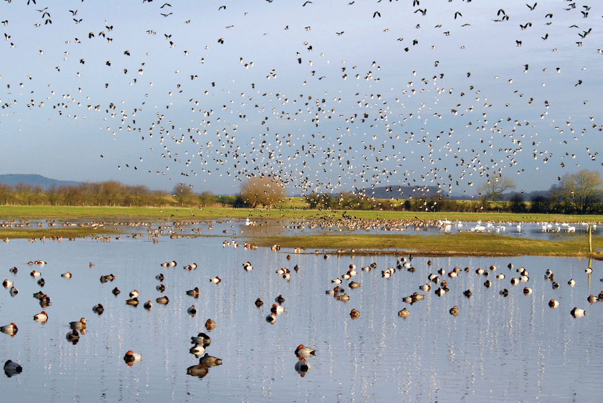 WWTSlimbridge's tweet image. #MySlimbridge is...wild 💙

A visit to Slimbridge is a completely unique experience from one month to the next. In the winter, the reserve is a hive of activity! 🦢

Plan what you can see on your next visit, with our seasonal wildlife guide: ow.ly/U90n50H9esJ

📸 James Lees