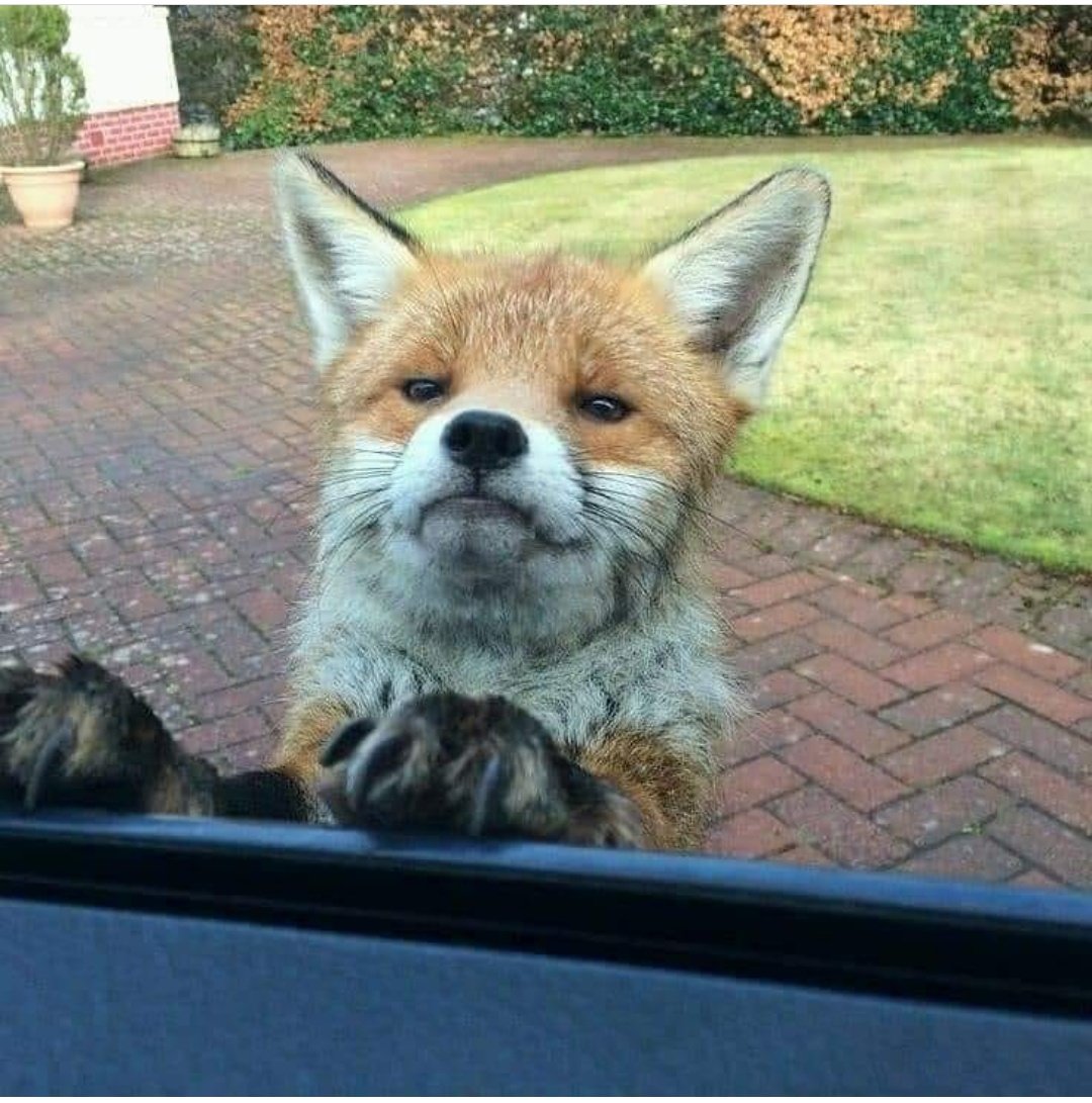 ProtectTheWild_'s tweet photo. "Hey! Have you filled out the consultation for me yet?"

The current legislation against fox hunting in Scotland is flawed. Please respond to the open consultation - just 2 DAYS LEFT!

HELP STRENGTHEN LEGISLATION 

👉 https://t.co/NOV2ZEHbsU 👈 https://t.co/czff7TUWE3