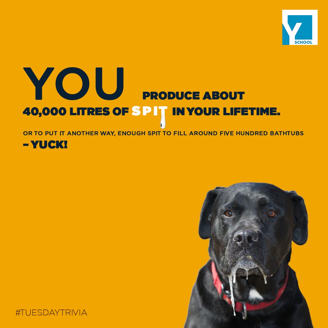Yschool_Edu's tweet photo. Did You Know???
You produce about 40,000 litres of spit in your lifetime. Or to put it another way, enough spit to fill around five hundred bathtubs – yuck!
#Yschool #yschoollearning #tuesdaytrivia #humanbodyfacts
#humansaliva #onlinelearning #learningplatform #learningapp https://t.co/qjUC1mStRT