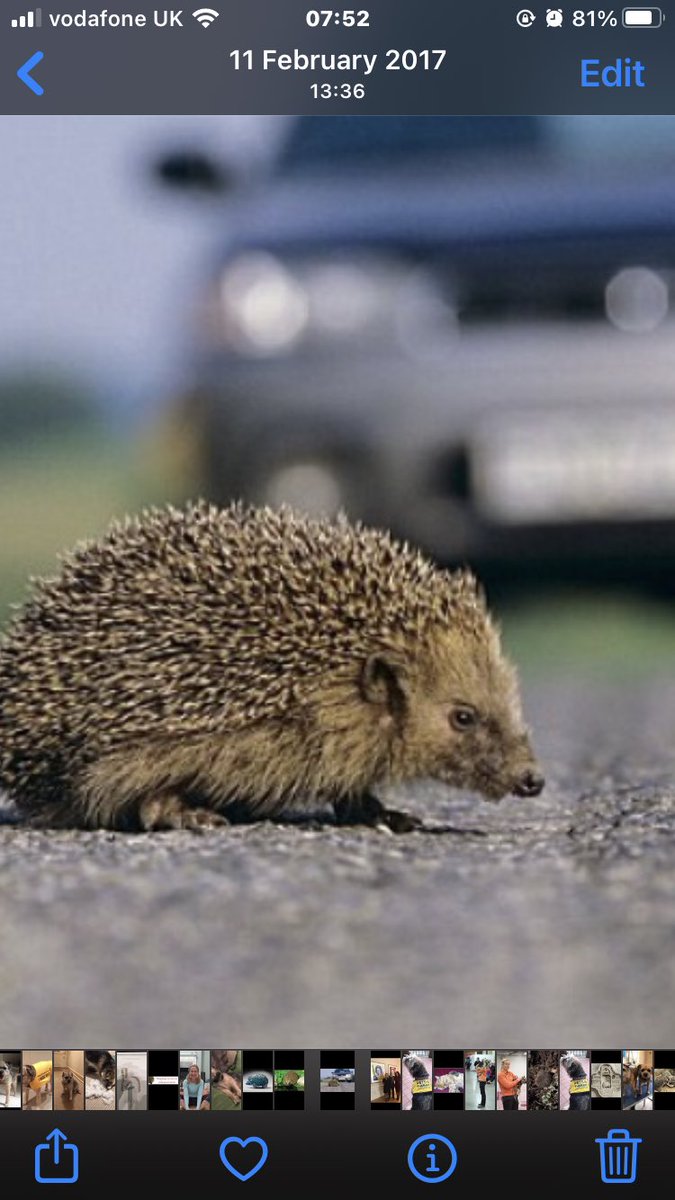 SLOW DOWN ! <a href="/BarnesHedgehogs/">Barnes Hedgehogs</a> #roadkill #road #hedgehogs #wild #wildlife #wildanimals #environment #nature