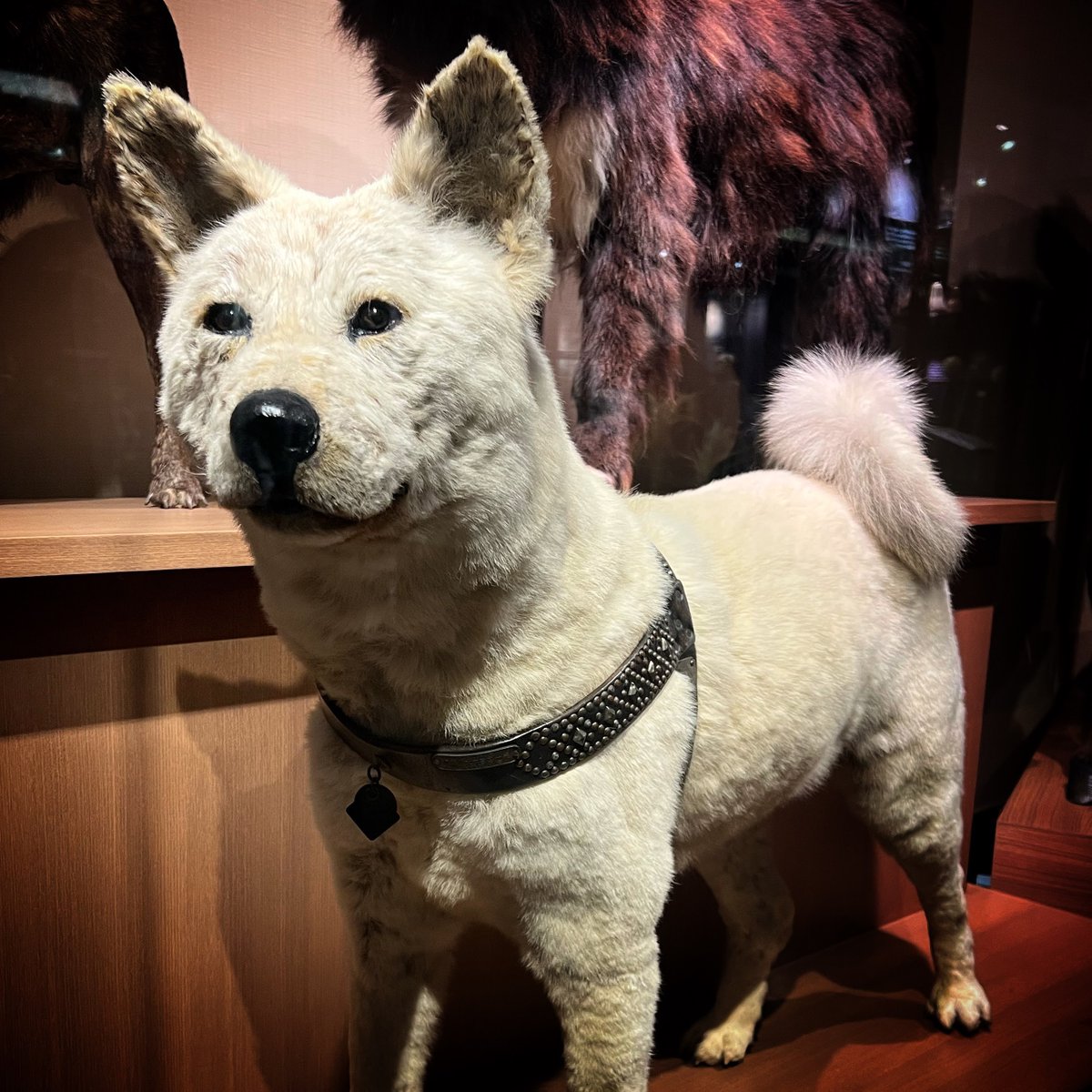 yanesen's tweet photo. 今日もハチに会いに行きました。教授とはもう逢えたはず。今は皆さんが来るのを待ってくれています。後でフレームアウトしているのはジロです。
#忠犬
#ハチ
#秋田犬
#上野
#科博
#AKITAINU https://t.co/wci6PZhzdW